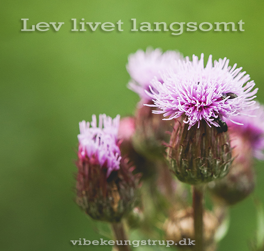 Lev livet langsomt